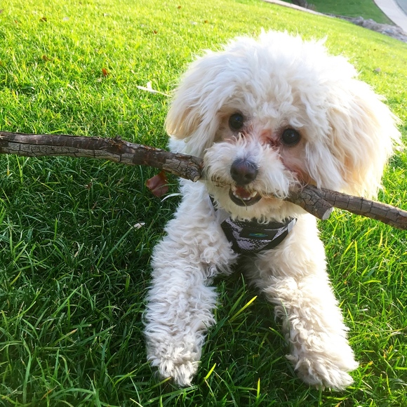 Meet your Posher, Cassidy - Picture 2 of 5